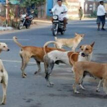Centre Pushes for Large-Scale Sterilisation to Tackle Stray Dog Menace