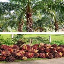 Special Story: Palm Cultivation Emerging as Lucrative Income Source for Chhattisgarh Farmers