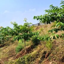 Chhattisgarh’s Highways Turning into Green Corridors with 2.71 Lakh Trees Planted