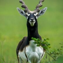 Barnawapara Sanctuary Emerges as Model for Blackbuck Revival in Chhattisgarh