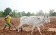 Chhattisgarh Advises Farmers to Adopt Water-Saving Practices Amid Rainfall Concerns