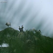 Hareli Bird Festival 2026 Concludes with 211 Bird Species Recorded Across Chhattisgarh