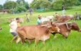 Chief Minister Shri Vishnu Deo Sai reconnects with farming roots, ploughs field in native village