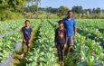 GPM farmer earns ₹1.50 lakh from cauliflower cultivation